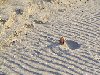 sandprints sandprints